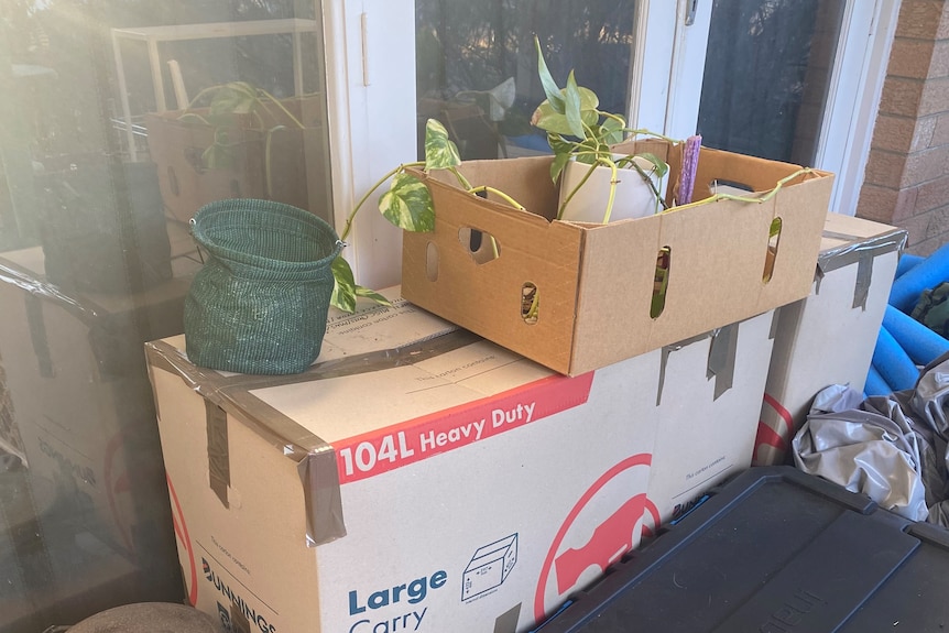 Sheet of sealed cardboard boxes.  There is a plant in the box above